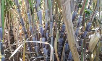 Imagem 7: Sitio caetite 18 ha. 2 km da cidade