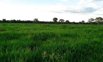 Imagem 7: Fazenda de 316 alqueires em Porangatu go