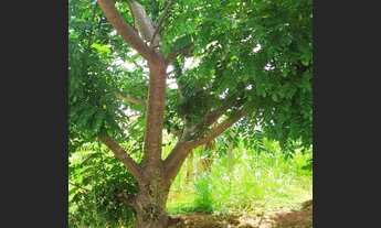 Imagem 3: Excelente chácara em Aragoiânia - 7.993 m²