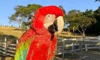 Imagem 6: Fazenda com à venda, 60000 m² por R$ 1.490.000