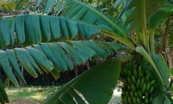 Imagem 3: Apartamento para venda com 131 metros quadrados com 3 quartos em Pirituba - São Paulo - SP