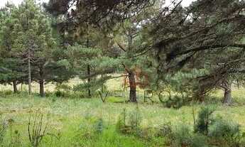 Imagem 4: Sítio no bairro Vila Oliva em Caxias do Sul!