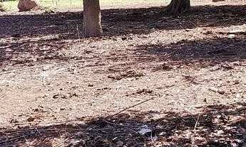 Imagem 3: Vendo pesqueiro lote no pantanal MT