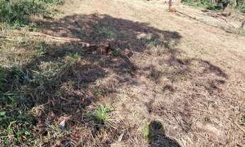 Imagem 7: Sitio Na faixa de taquara pd 104