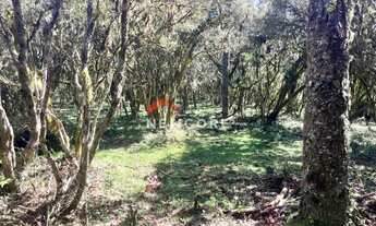 Imagem 4: Chácara em Estrada Geral Contendas - Contendas - São Francisco de Paula/RS