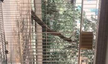 Imagem 4: Alugo linda casa no Cambuci. 120 m2 reformada com 02 vagas