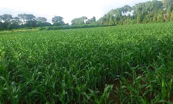 Imagem 7: Chácara, muita água, ótimo valor e local privilegiado