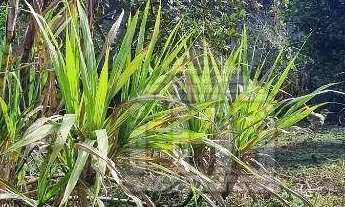 Imagem 2: Terreno à venda no Jardim Shangrilá (Zona Sul