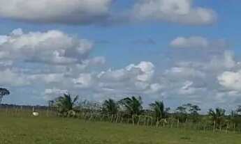 Imagem 6: Sítio à Venda em Entre Rios BA mais de 100.000 m² planos a 2km do Centro, Ideal para Lote