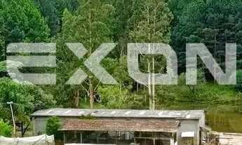 Imagem 4: Chácara em Mandirituba com 333.960 m² com Reflorestamento de Pinus