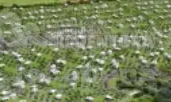 Imagem 2: Eplenum Tresor - Terreno em Condomínio com 251,12m²