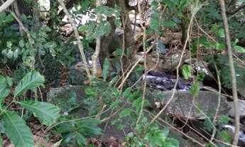 Imagem 3: Chácara // Sítio // Lote