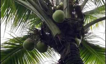 Imagem 7: Casa Casa com 3 dormitórios