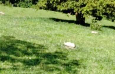 Imagem 3: Chacara em cezarina - 1.17 alquires