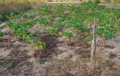 Imagem: Vende-se terreno em coruripe 8x20