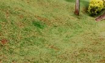 Imagem 4: Chácara, Rosa Mendes, Pinhalzinho-SP