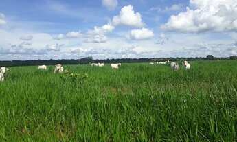 Imagem: Fazenda de 316 alqueires em Porangatu go