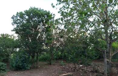 Imagem 7: Excelente chácara município Bandeirantes - MS