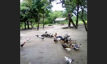 Imagem 2: Vendo Um Terreno Beiramar e outro com ponto comercial