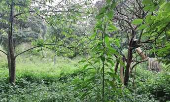 Imagem 2: Chácara em Rua das Granjas - Vila Santo Antônio - Cotia/SP