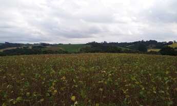 Imagem 2: Área em Campo Largo