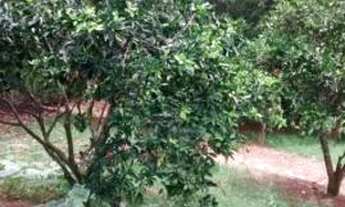 Imagem 5: Chácara, Rosa Mendes, Pinhalzinho-SP