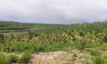Imagem 5: Conde Bahia fazenda de coco 13 milhões