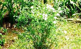 Imagem 7: PARAÍSO !!! Fazenda / sítio com venda por R$2.390.000