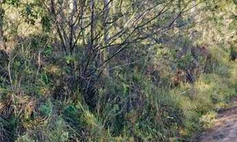 Imagem 4: 03 Terrenos, sitio, lotes no parque eldorado - Guaiba Country Club