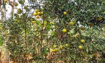 Imagem 5: Chácara Chácara com venda por R$650.000