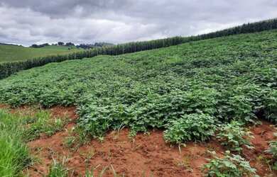 Imagem 3: Sítio - Fazenda Plaina em Jacutinga - MG