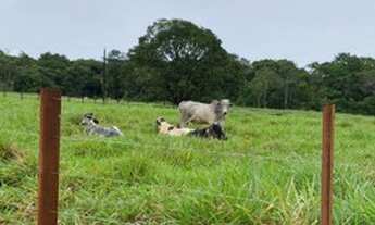 Imagem: 45 hectares fazendinha pronta por 650 mil