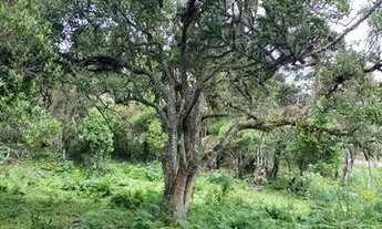 Imagem 4: Terreno com cachoeira - Urubici - SC