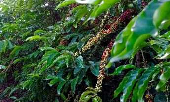 Imagem 5: Fazenda a venda Fazenda / sítio com venda por R$850.000