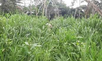 Imagem 7: Fazenda à venda em Uruará - PA
