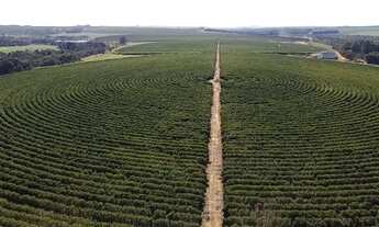 Imagem 7: Fazenda em unai m.g 1.000 hectares 103.000.000.00 ( ne-ali