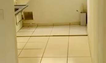 Imagem 2: Ap conquista do girassol