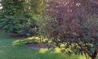 Imagem 12: Sítio, Região de Porto Feliz SP