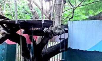 Imagem 2: Casa dos açaizeiros em Alter do Chão