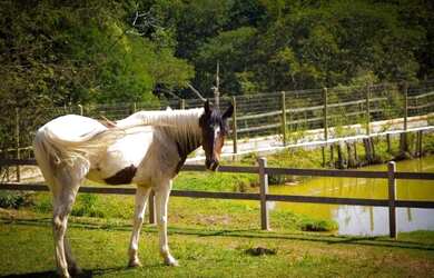 Imagem 5: Vale dos sonhos um paraíso com um haras em lagoa santa