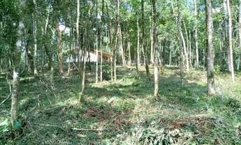 Imagem 5: Ótima oportunidade bela chácara no bairro campestre em Tijucas do sul PR