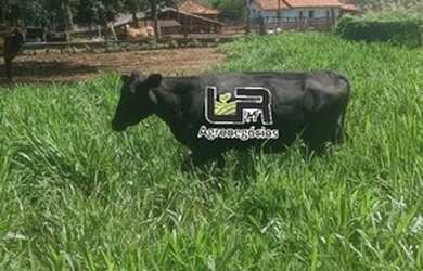 Imagem 6: Chacara de 11 Alqueires em Caldazinha