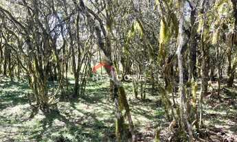 Imagem 6: Chácara em Estrada Geral Contendas - Contendas - São Francisco de Paula/RS