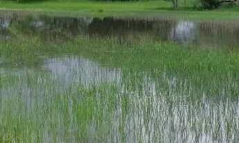 Imagem 2: Fazenda a venda em Britânia - Goiás