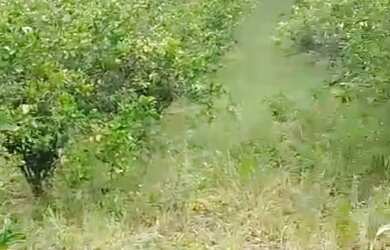 Imagem 3: Sítio em Altamira conde