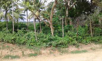 Imagem 2: Conde Bahia fazenda de coco 13 milhões