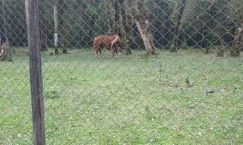 Imagem 3: Chácara 3 Alqueires a 1,5km do Centro da Cidade