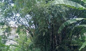 Imagem 4: Terreno no bairro do Tanque