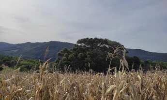 Imagem 4: Sítio / Chácara para Venda em Picada Café, Morro Hansen