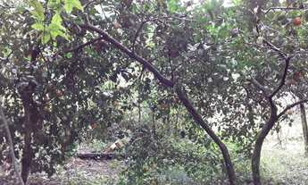 Imagem 4: Sitio em Itariri-Sp